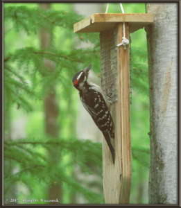 May22_04_WoodpeckerRC