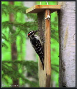 May22_07AT_WoodpeckerRC