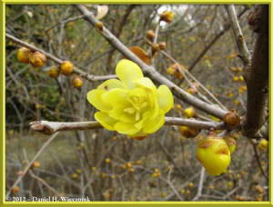 Feb05_35_JindaiBG_Chimonanthus_praecox_f_concolor_RC