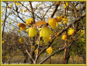 Feb05_38_JindaiBG_Chimonanthus_praecox_f_concolor_RC