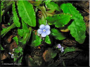 Apr05_Hikage_Omphaloides_japonica02RC.jpg