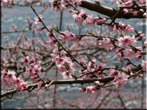 Apr10_Yamanashi_Shi_PeachBlossomFest_034_RC