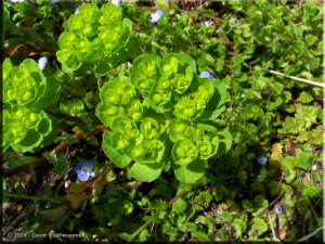 Apr18_Nagasaka_Euphorbia_sieboldiana_173_RC