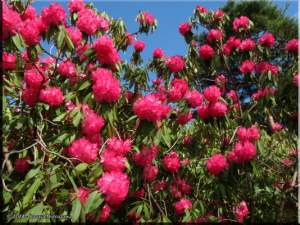 April17thJindaiBG065_RhododendronRC