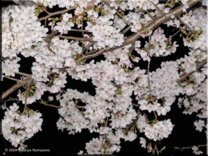 April3rd_NightNeiborhood003_CherryBlossomsRC