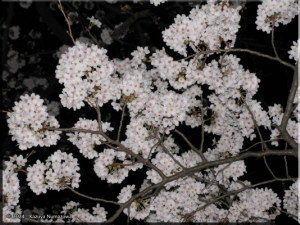 April3rd_NightNeiborhood010_CherryBlossomsRC