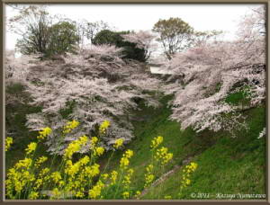April8th_Chidorigafuchi009_CherryBlossomsRC