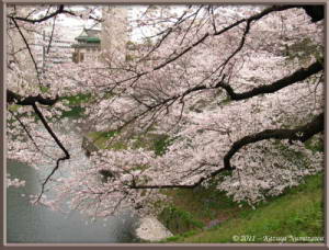 April8th_Chidorigafuchi029_CherryBlossomsRC