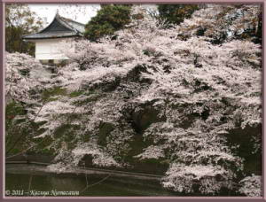 April8th_Chidorigafuchi040_CherryBlossomsRC