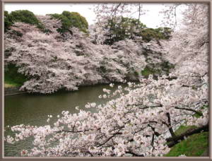 April8th_Chidorigafuchi058_CherryBlossomsRC