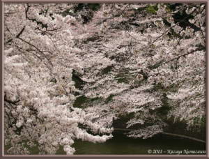 April8th_Chidorigafuchi075_CherryBlossomsRC