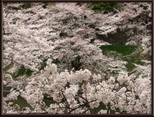 April8th_Chidorigafuchi085_CherryBlossomsRC