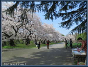 Apr01_041_KoishikawaBG_CherryBlossomsRC