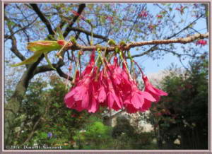 Apr01_116_KoishikawaBG_Prunus_cerasoides_var_campanulataRC