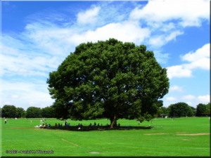 Sep15_ShowaKinen_BigField_Tree01RC.jpg
