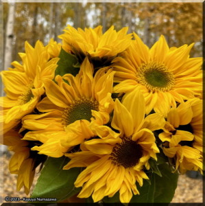Sep23_1Crop_SunflowersAnnsGreenhouseRC