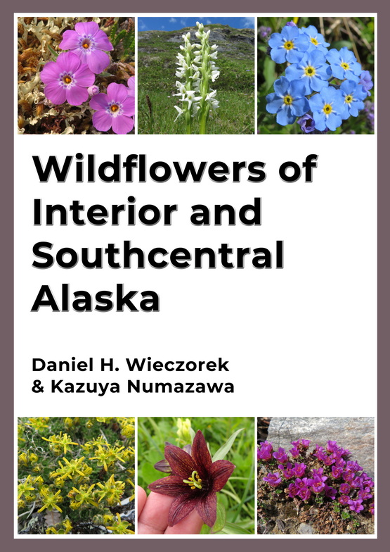 Wildflowers