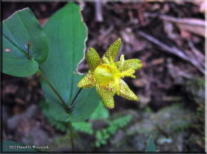 Kumotori_Tricyrtis_latifolia01RC.jpg