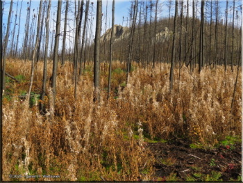 092425_071_FallColors_ElliottHwyRC