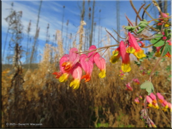 092425_076_GrapefruitRocks_CapnoidesSempervirensRC