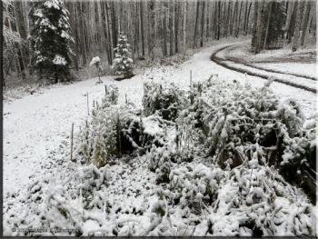 092825_2_FirstMajorSnowfallRC