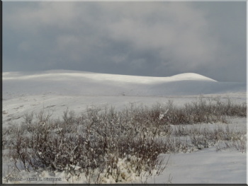 093025_12_BlueAnemoneTurnoutRC