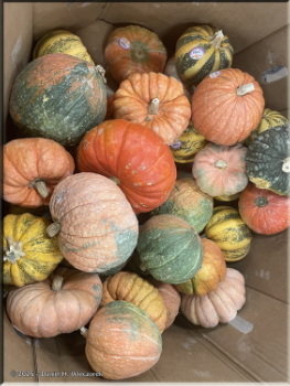 100125_2_Pumpkins_FredMeyerRC