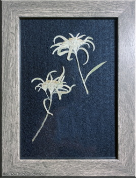 100125_4_Crop_Adj_PressedEdelweissBlossomsRC