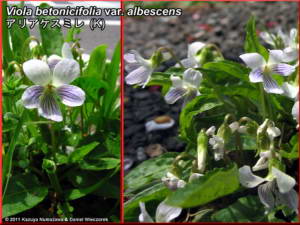 Viola_betonicifolia_var_albescensRC.jpg