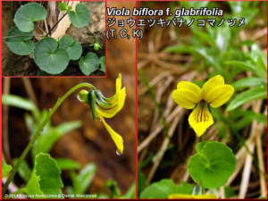 Viola_biflora_f_glabrifoliaRC.jpg