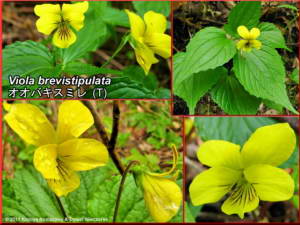 Viola_brevistipulataRC.jpg