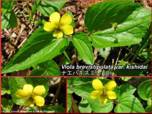 Viola_brevistipulata_var_kishidai.jpg