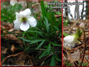 Viola_chaerophylloides_f_sieboldianaRC.jpg