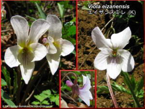 Viola_eizanensisRC.jpg
