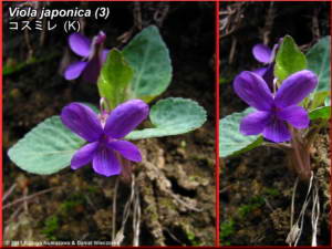 Viola_japonica_3RC.jpg