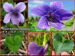 Viola_kamtschadalorumRC.jpg