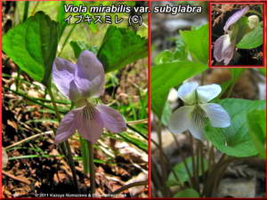 Viola_mirabilis_var_subglabraRC.jpg