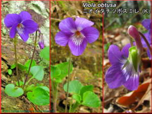 Viola_obtusaRC.jpg