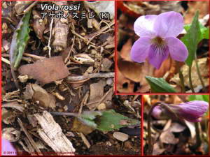 Viola_rossiRC.jpg