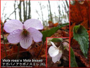 Viola_rossi_x_Viola_bissetiRC.jpg