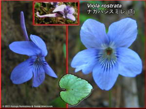 Viola_rostrataRC.jpg