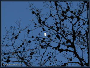 Dec19_111_MoonThroughOakTree_MtTakaoRC