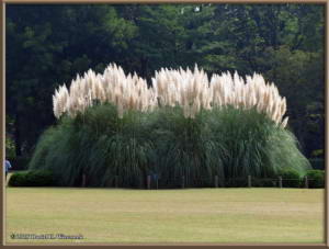 Oct24_14_JindaiBotGarden_BigLawn_PampasGrassRC