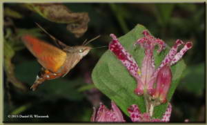 Oct24_24_JindaiBotGarden_HummingbirdHawkMoth_PartRC