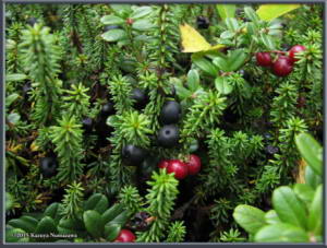 Sept20th_729_MtAkitakomagatakeRC