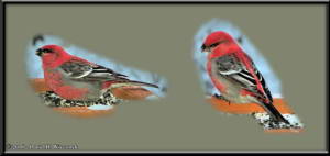 Dec2_02_04_SnowyYard_PineGrosbeakRC