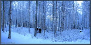 Dec2_06_07_AutoPano_SnowyYardRC