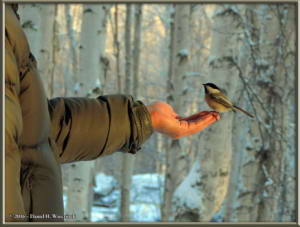 Nov9_6_Kazuya_ChickadeeRC