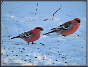 Nov_13_3SIP_PineGrosbeakRC