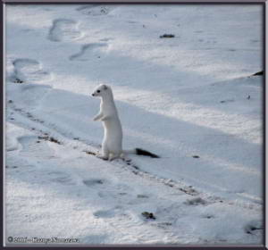 Oct26th_019_ErmineRC